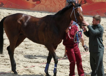 Ramzan Kadırovun atını tövlədən oğurladılar - Foto