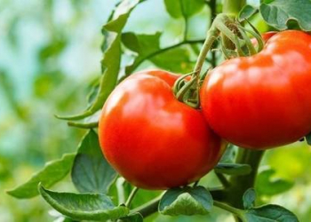 Azərbaycanın daha 13 müəssisəsi Rusiyaya pomidor və alma ixrac edəcək