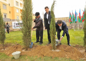 Abşeron rayonunda ağacəkmə aksiyası keçirilib - Fotolar