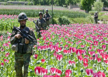 BMT: Talibanın hakimiyyəti zamanı Əfqanıstanda narkotik istehsalı artıb