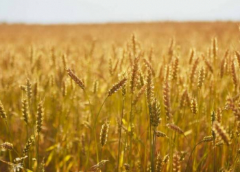 FAO: “2023-cü ildə buğda istehsalı üzrə ikinci ən yüksək tarixi göstərici olacağı gözlənilir”