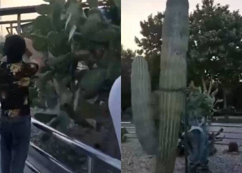 Bulvarda kaktusları yandıran şəxs saxlanıldı - Video