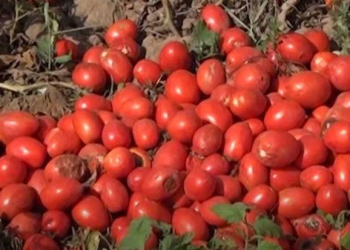 Tonlarla pomidor sahələrdə çürüyür: “Kiloqramını 10 qəpiyə satırıq, alan yoxdur” - Video