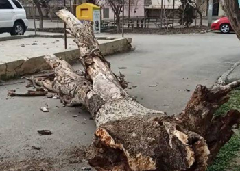 Sumqayıtda ağac aşdı, binanın həyətinə girişi bağlandı - Video