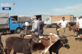 Bayramqabağı mal bazarında vəziyyət – Video
