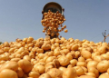 Kartof kəskin bahalaşdı - Video